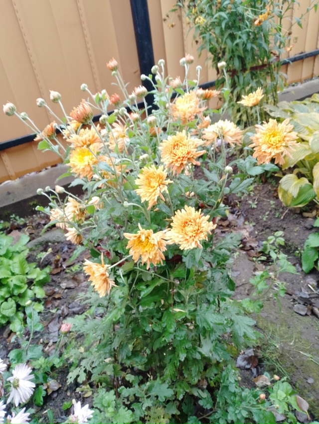 Стойкие хризантемы все еще цветут перед Покровом
#оку?...