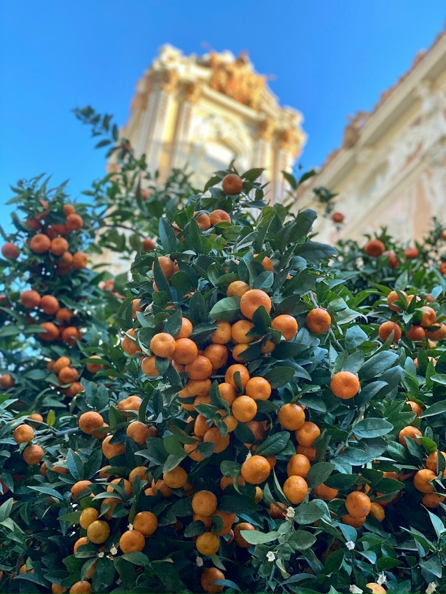 ? Валенсия — город, где аромат апельсиновых садов чув...