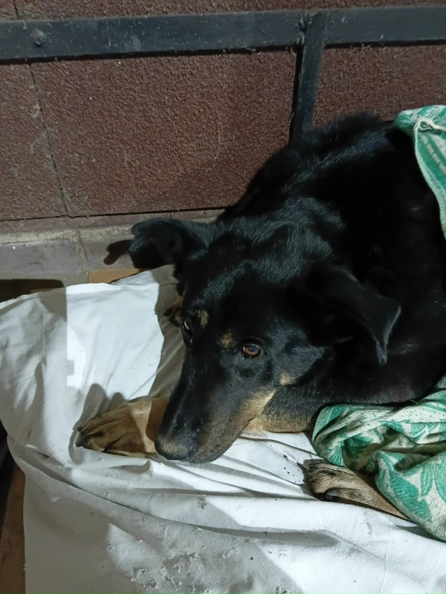 Доброе утро!
У собаки умер хозяин и , уже 2 недели, она н...