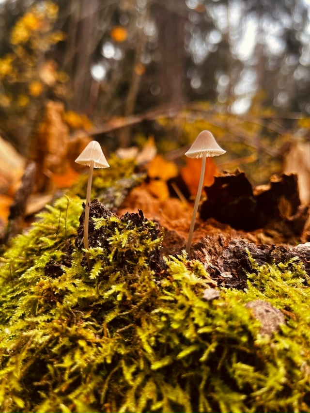 Осень в нашем лесу 🍁🍂