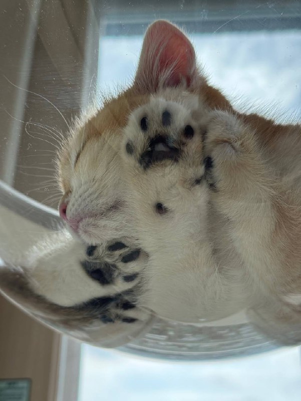 Споть :3