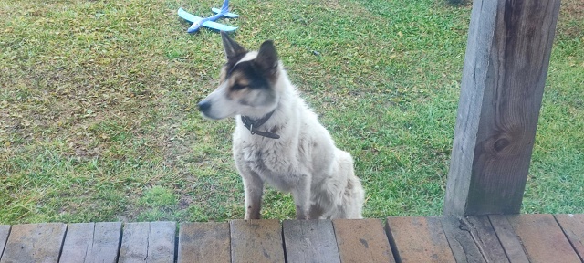 Кобель с ошейником, очень худой. Утром находился на Мая...