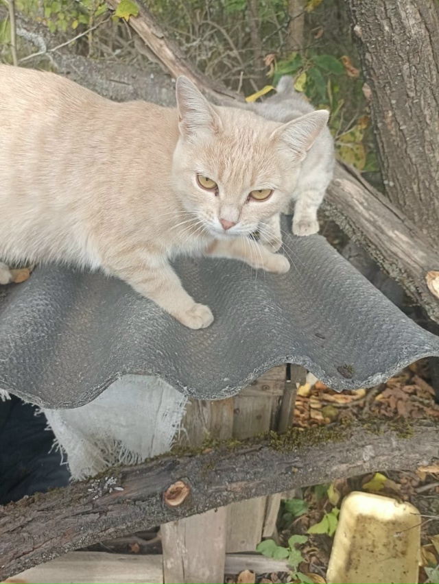 Котики-бездомыши в добрые руки
89105216491 Елена