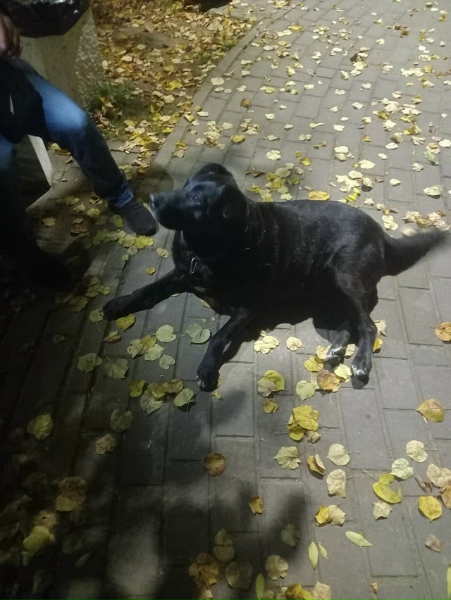 Кто потерял? ГУЛЯЕТ ВО 2 ВОЛХОВЕ В ПАРКЕ