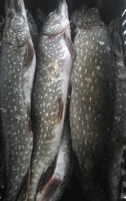 🐟🐠🐟🐠🐟🐠
Принимаются заказы на СВЕЖУЮ И КОПЧЁННУЮ...