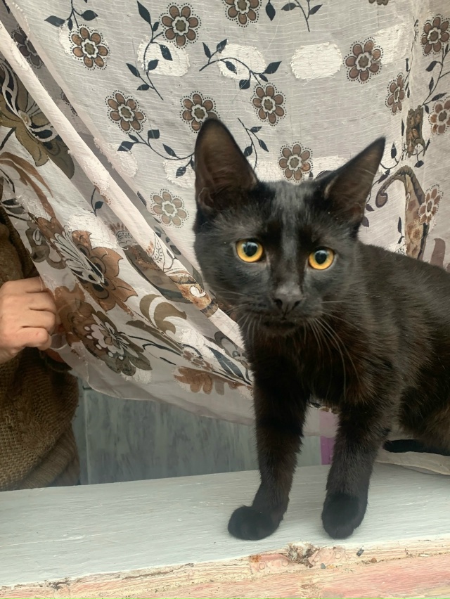 Ищут дом.
Щенки и котята.
Щенки от 2х месяцев до 9мес.
Ко...