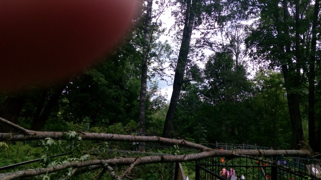 Здравствуйте, на старом кладбище опять упали деревья. ?...