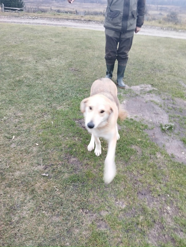 Ищу хозяина собаки Прибилась к дому в Людиновском райо...