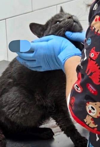 Найден кот!
Ивантеевка, (Пушкино МО).
19.11. По виду молод?...