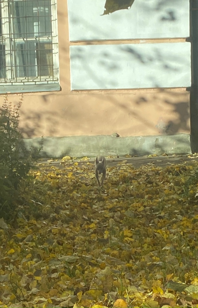 У дома 10 на Эрлеровском бегает пёсель, с потерянным вид...
