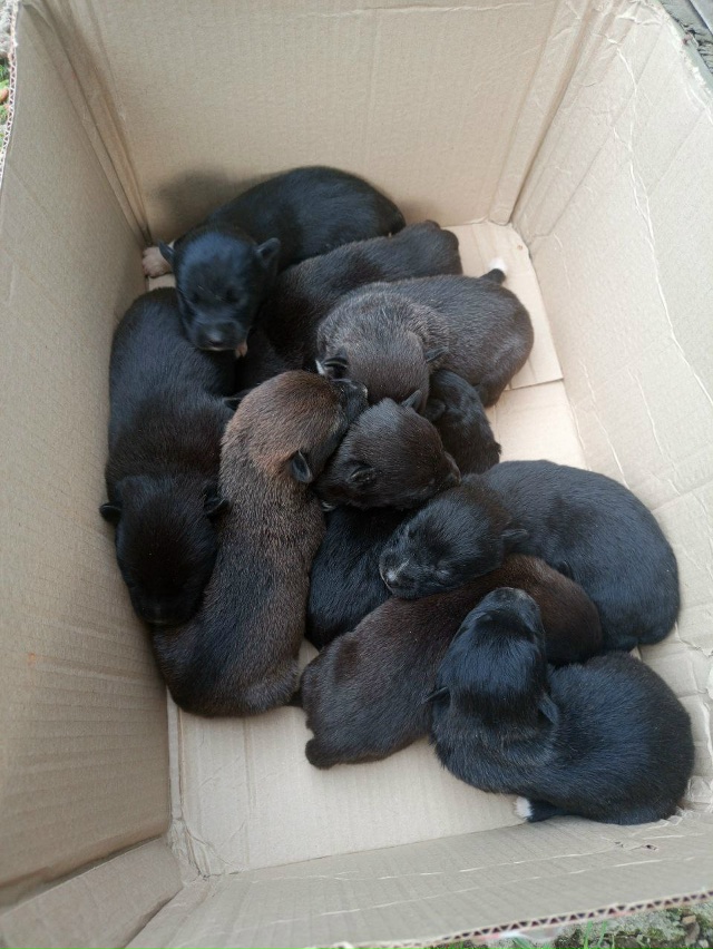 Приблудилась собака и родила у нас в сарае.
Щенят 10шт, р...
