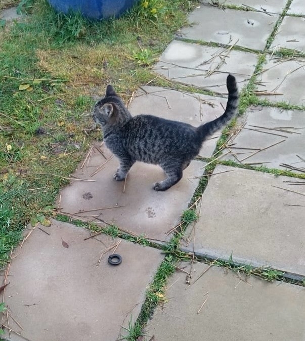 Подбросили котенка!!❤️🐈Срочно ищем дом этому красав?...