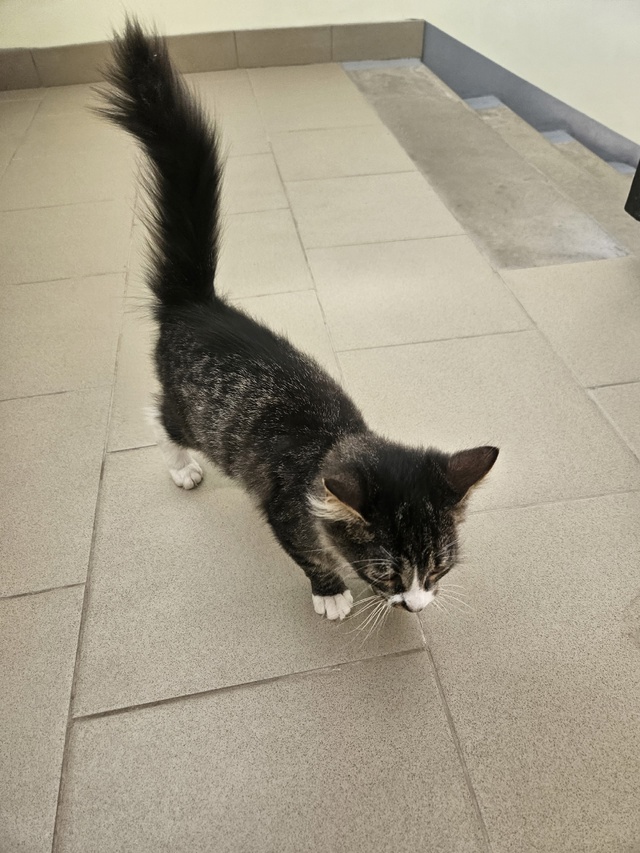 Кто потерял кота, сидит в 1 подъезде Гайдара 30а.