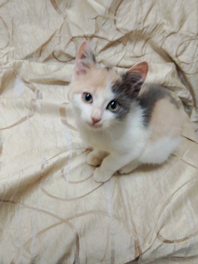Котята ищут дом
+7 930 841-38-54 Наталья