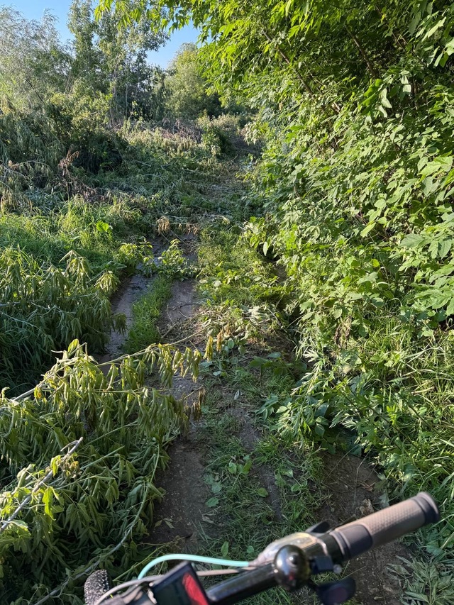 Что за утырки
Нарубили клен и бросили на дорогу. Ни про...