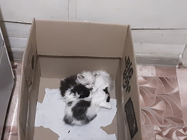 Котята-подкидыши в добрые руки
89208867876 Людмила