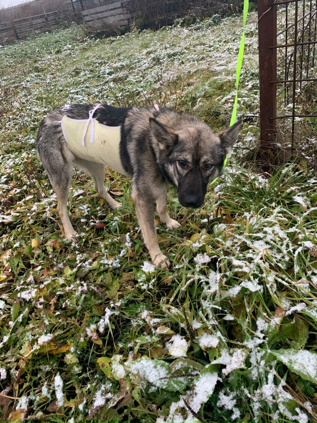 Ищет самого доброго человека собака Дуся 8 месяцев. Соб...
