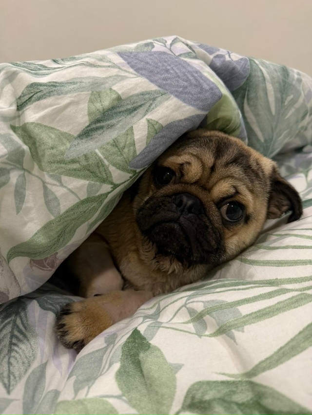 🤍 Доброты пост: курские ветеринары отказались усыпля?...