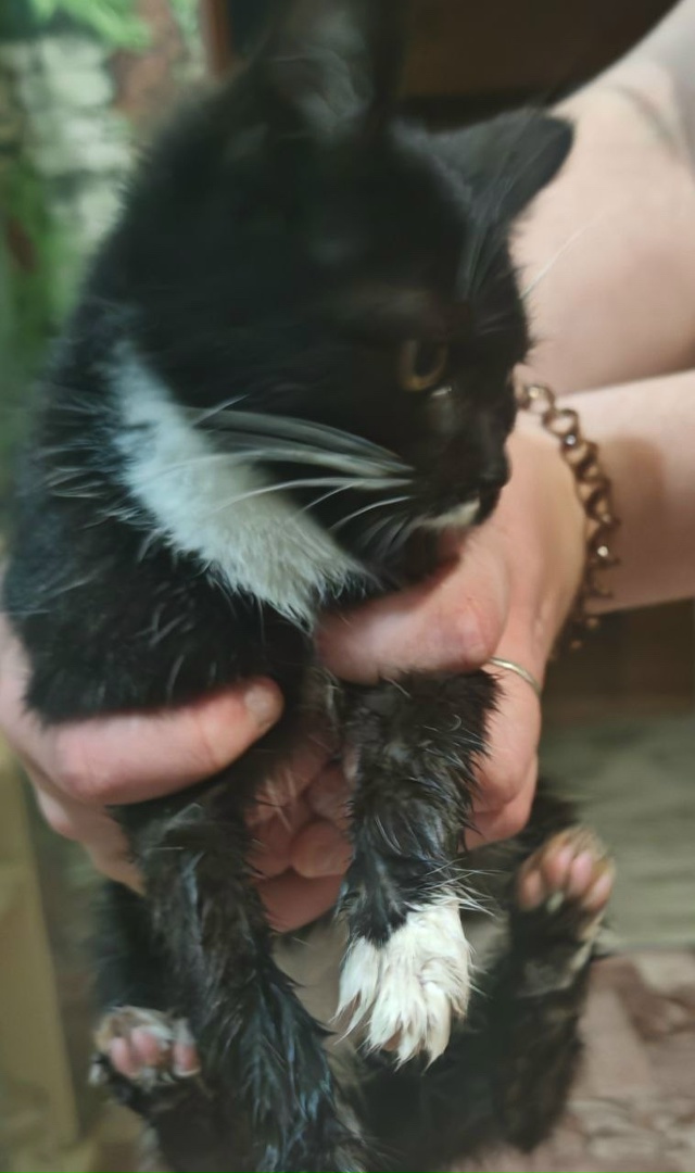 прибилась кошка на гагарина, скорей всего домашняя, ес?...