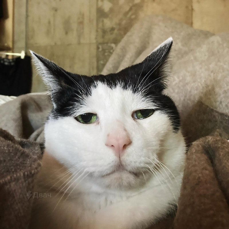 В Японии живёт самый грустный котяра в мире — его зовут Панчо, и ему уже 17 лет