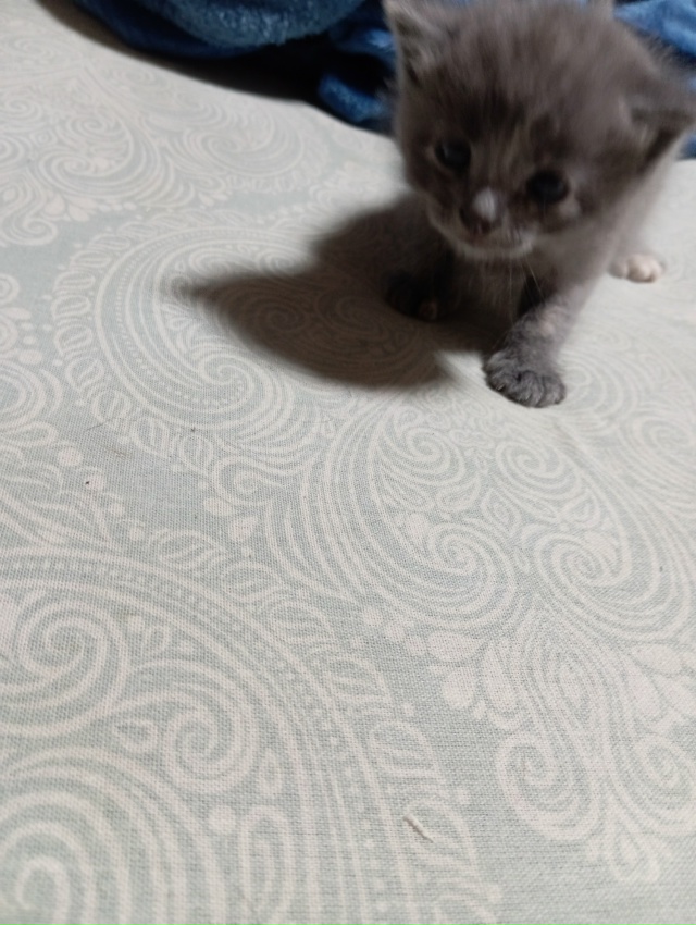 Отдам в добрые руки котят от вислоухой мамы мышеловки.