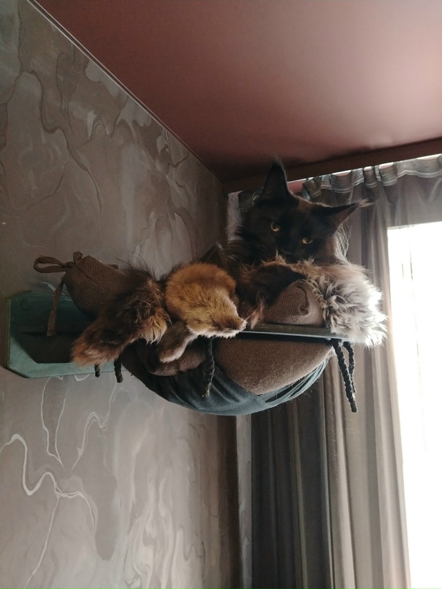 Лексус и Хаммер Ольговичи приветствуют всех 🤗🖤🖤