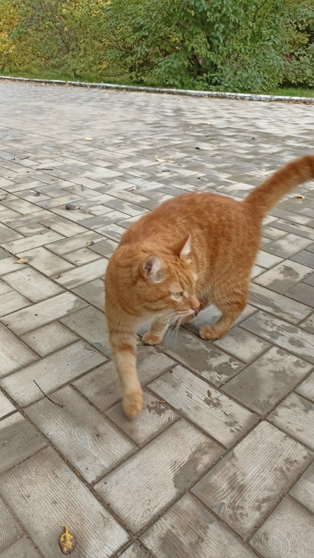 Доброго дня
Рыжий кот появился в районе многопрофильн?...