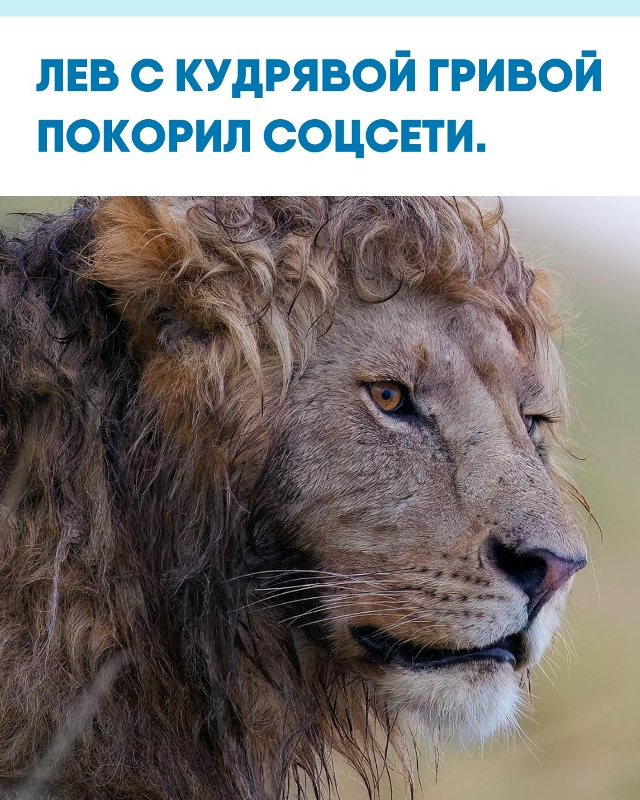 Фотограф заснял льва с роскошной волнистой гривой, и к?...