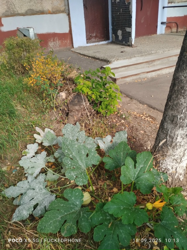 У подъезда созрел кабачок 😄
