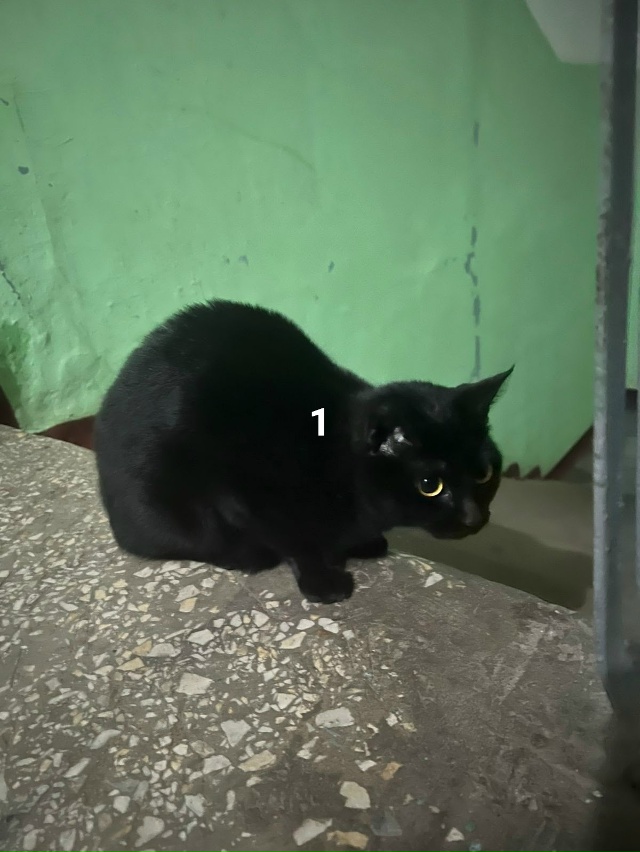 #ПотерялиНашлиПомогите
1 Ищем старых или новых хозяев...