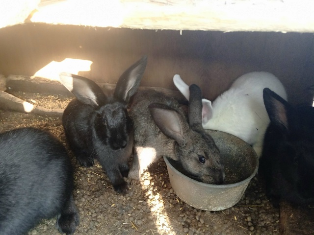 Продам двух крольчих и крола колифорнейской породы и ш...