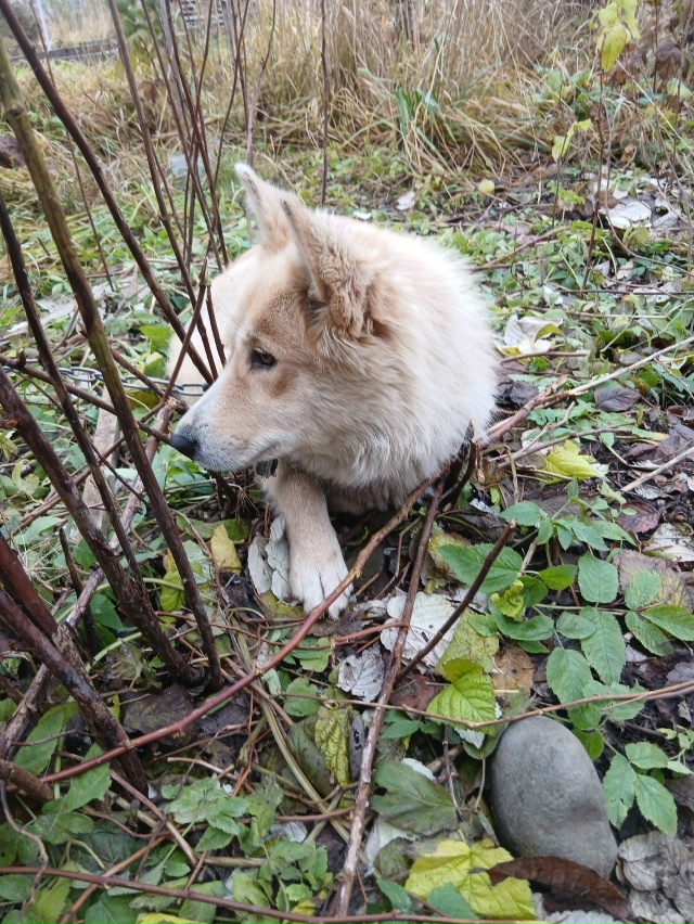 Чьё? Застряла цепью в огороде.
[id6779524|Александр Кутарев]...