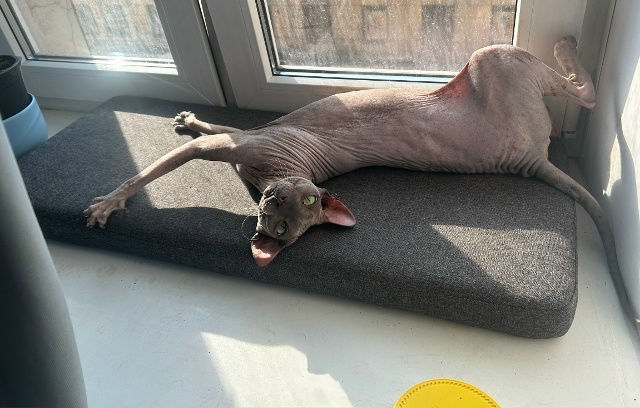 Всратые кроватные Груша ( с усами) и Киви