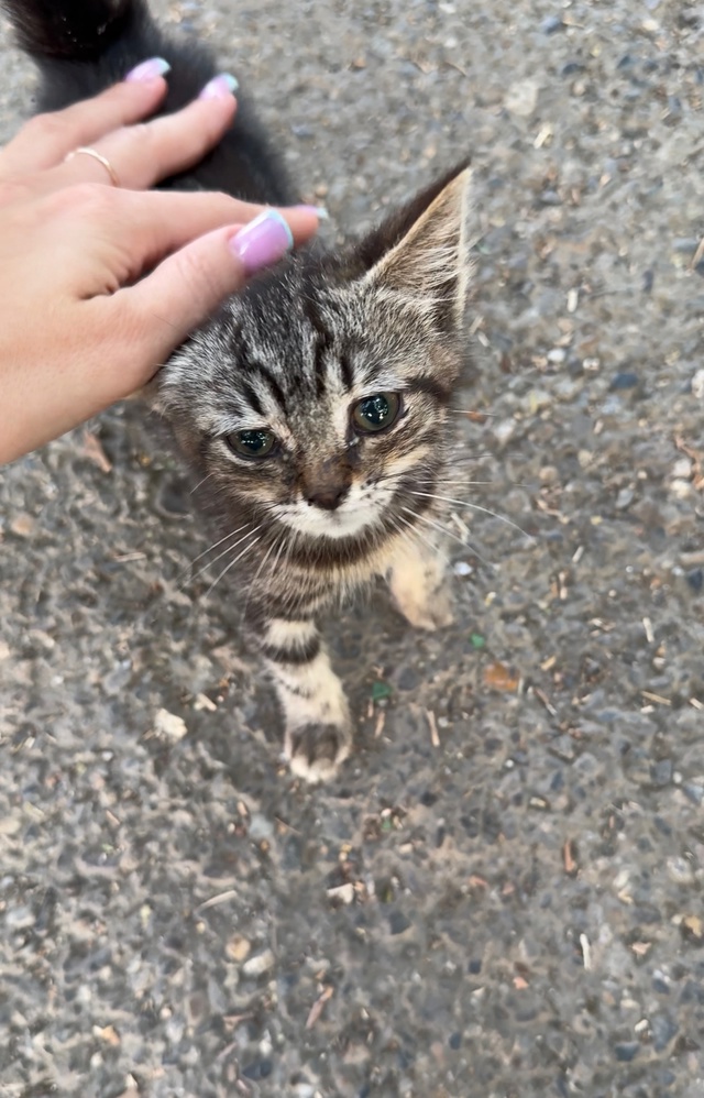 Был потерян котенок в районе ЖБИ по набережной, нашедш?...