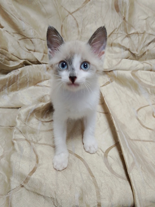 Котята ищут дом
+7 930 841-38-54 Наталья