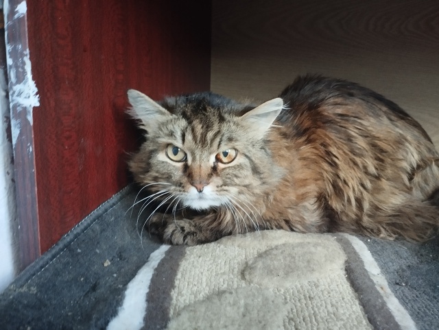 ? Очень нужна помощь!
У старенького котика умерла хо?...