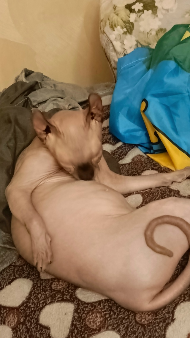 Царь Максимильян вылизывает своё богатство