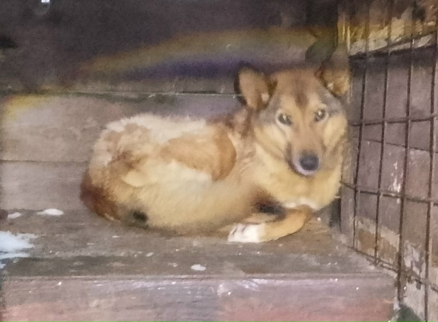 Очень нужна помощь с погашением долга Ноева ковчега! В ...