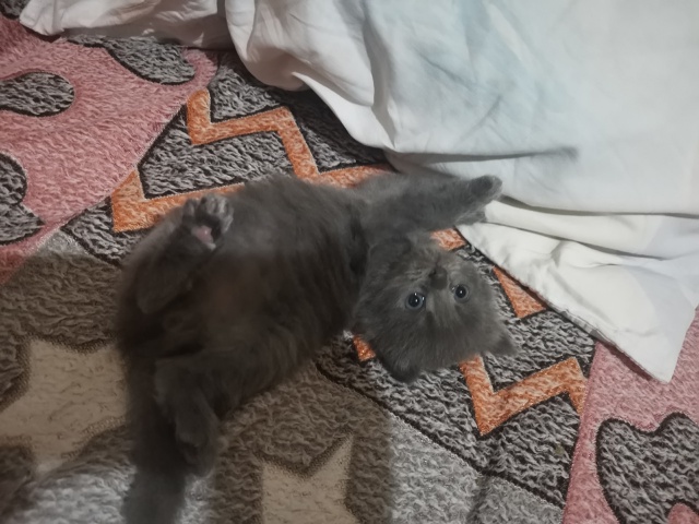 Котята бесплатно. 1мес. Черный вислоухий мальчик. Остал...