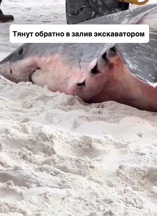 Монстр с глубины: большую белую акулу выбросило на бер?...