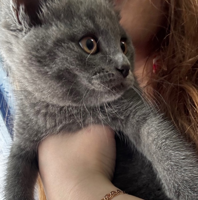 Отдам котят в добрые руки
2 Мальчика
Британцы
К лотку ?...