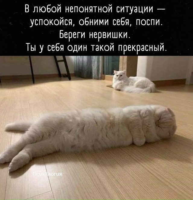 Будь как котик, не обращай внимание на окружающий мир и...