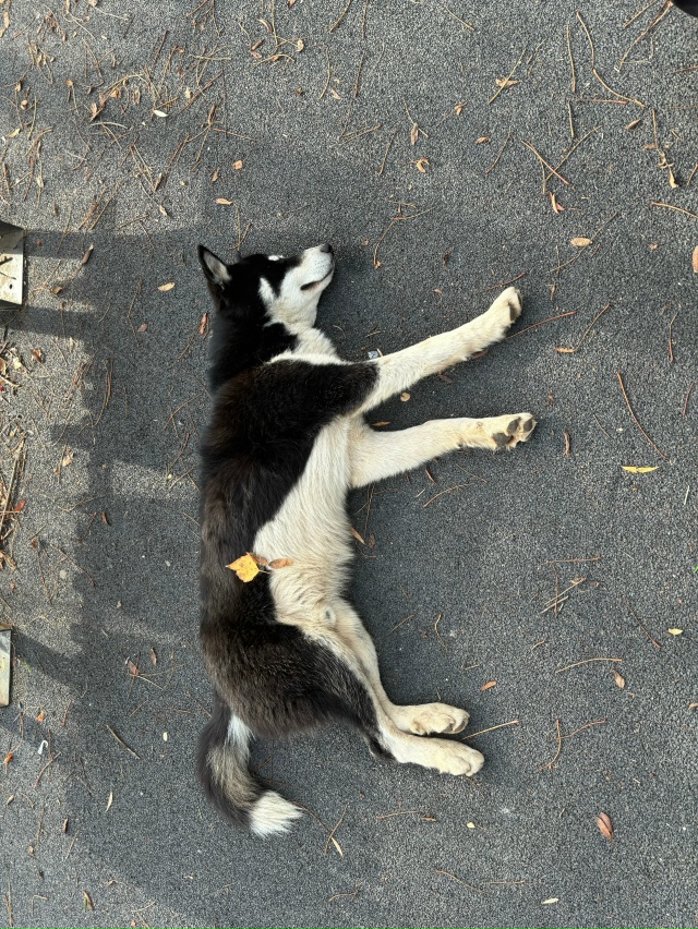 Никто не потерял собакена в Троицком парке на детской ?...