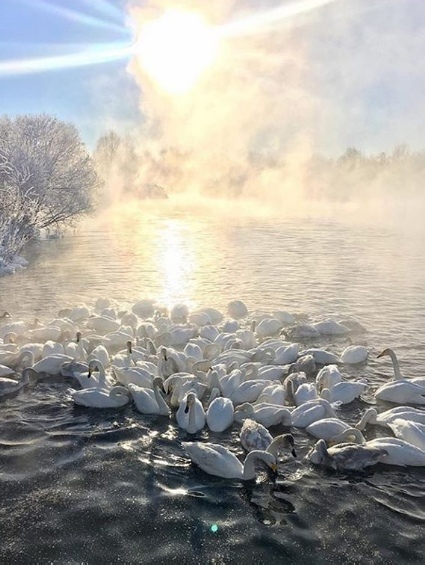 Лeбeдинoe oзepo, Алтaй.