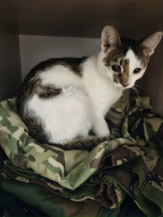 Найден кот по улице Кабалевского 38
Чистый, опрятный
Ве?...