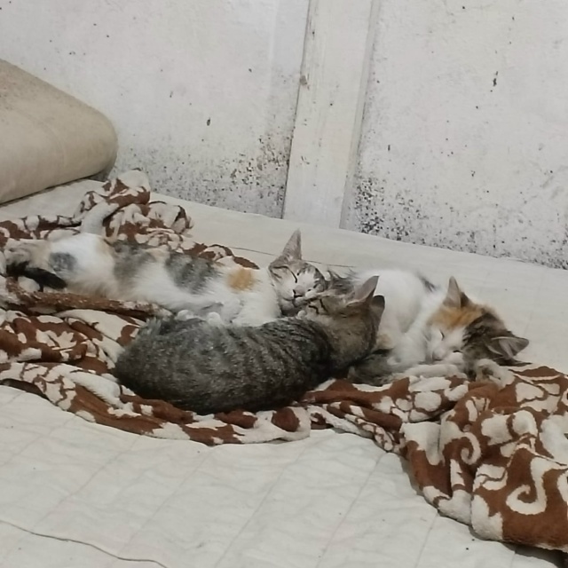 Добрый вечер.
Пропали котята, возле магазина-Пятёрочк?...