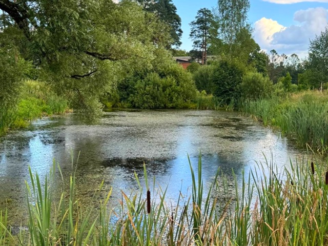 Заросший водоем в Семеновском сделают пожарным прудом...