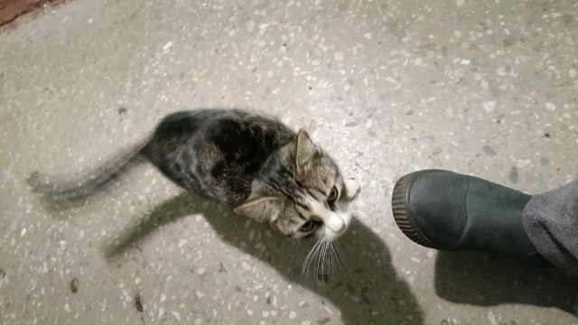 В 1 МКР дом 15 последний подъезд. Сидит целый день котено...