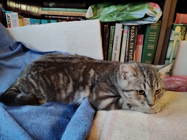 Помогаю информационно. На участке у пожилой женщины по...