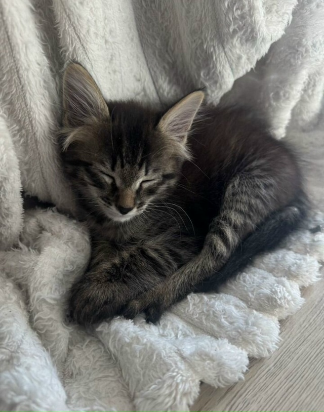 Отдам котенка в добрые руки. Рожден 28 июля. Приучен к ло...